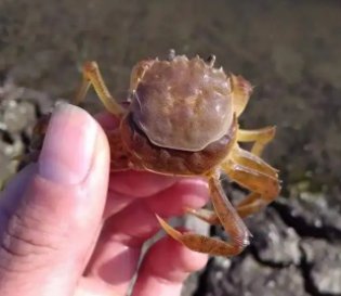 三沙的螃蟹被台风吹飞上岸，这是怎样的场面？