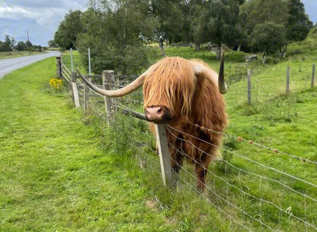 一衣带水打一什么动物