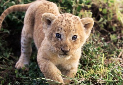 狮子字的拼音加声调