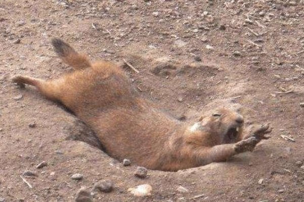 出糗读音是什么意思