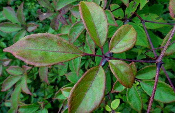 爬山虎的资料。