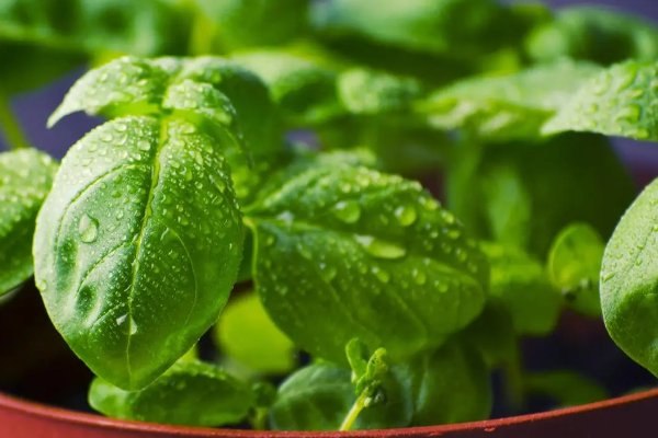 什么植物靠什么传播种子二年级