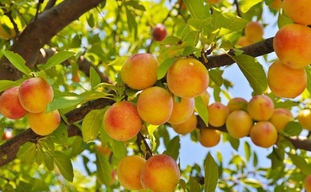 欲钱买瓜田李下的动物生肖