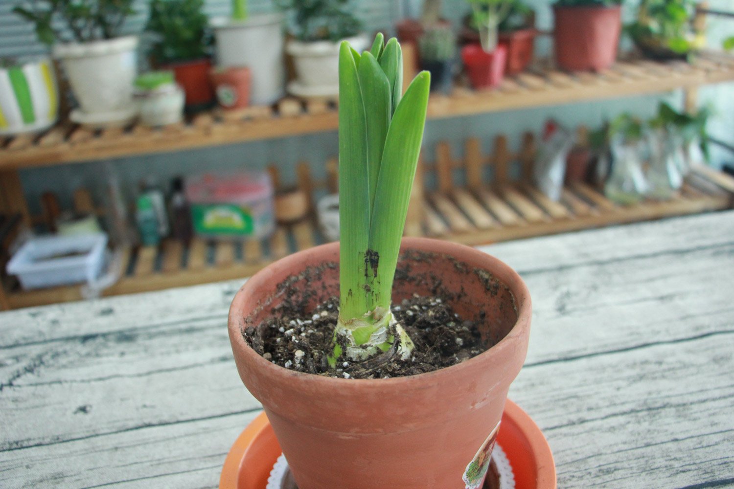 风信子代表或象征什么？