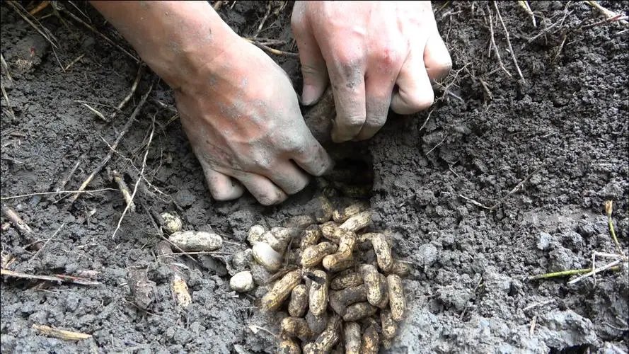 河南一女子和家人发现老鼠窝拿铁锹挖开20斤花生，原因是什么？