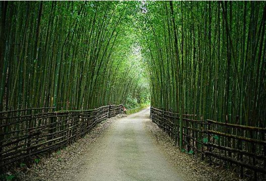 竹子象征的人物有哪些?