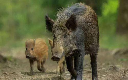 北京石景山一小区野猪出没多方围捕尚未捉到，在野外遇到野猪该怎么办?