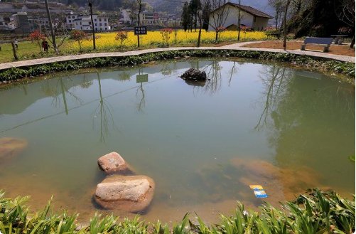 填空。什么的池塘。