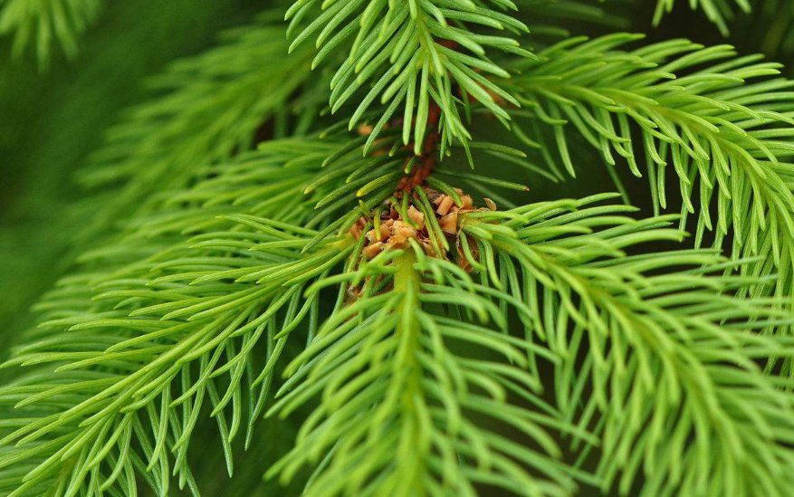 松树的叶子像什么