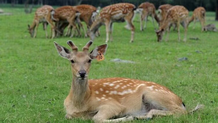 鹿乡镇那家的鹿产品好