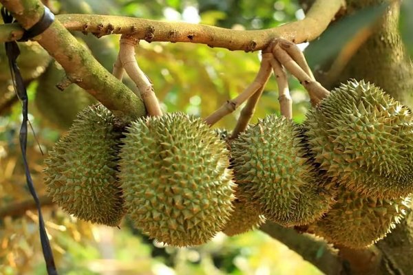 榴莲什么时候成熟