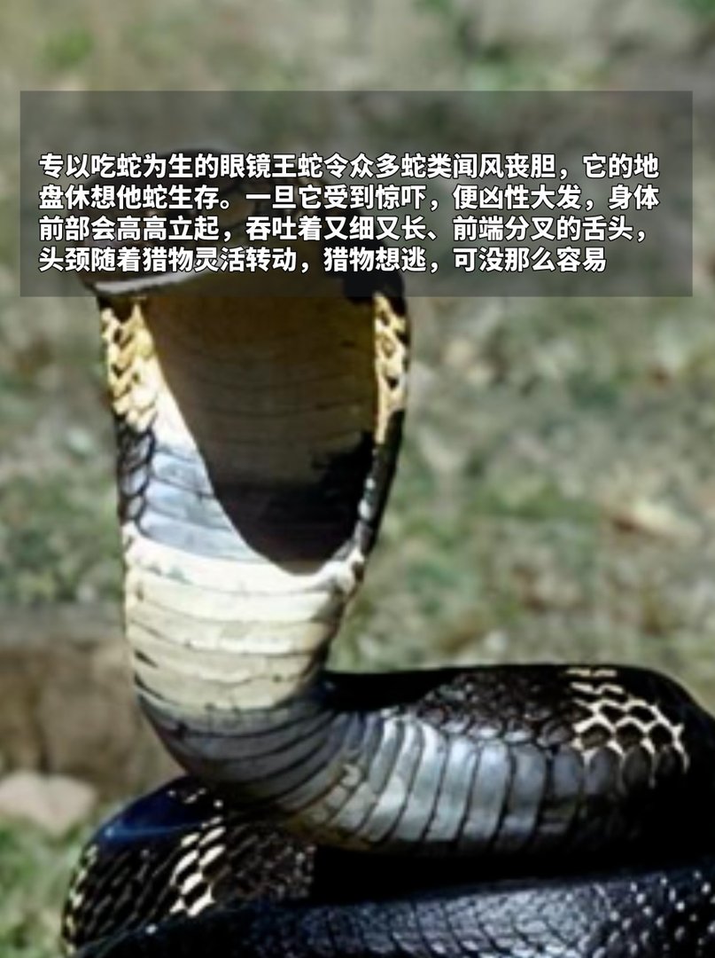 世界十大毒王，排名第一毋庸置疑