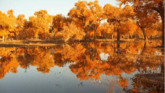 胡杨树真的三千年不死，死后三千年不倒 ，倒后三千年不朽么？