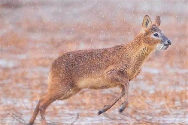 獐子是什么动物