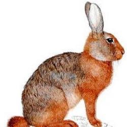 兔形类的介绍