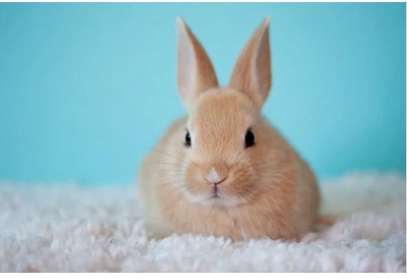 rabbits是什么意思