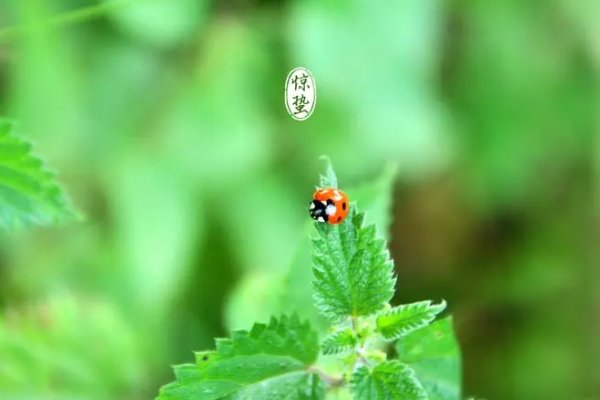 关于惊蛰的人生哲理