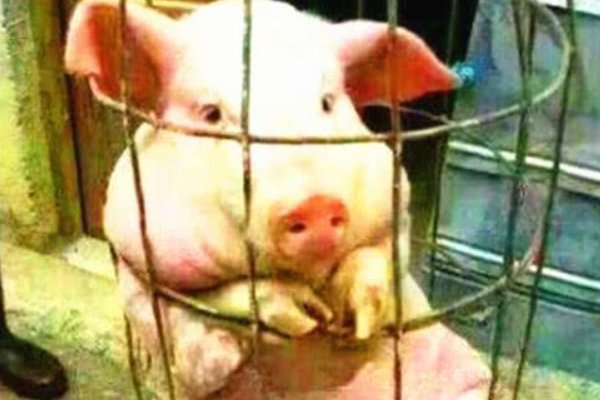 浸猪笼是什么意思