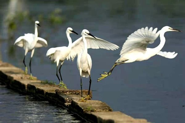 如何将文言文《白鹭》第五自然段改写成说明文