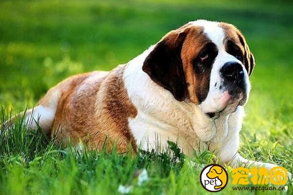 瑞士的国宝圣伯纳犬，拥有传奇故事还曾救过人命