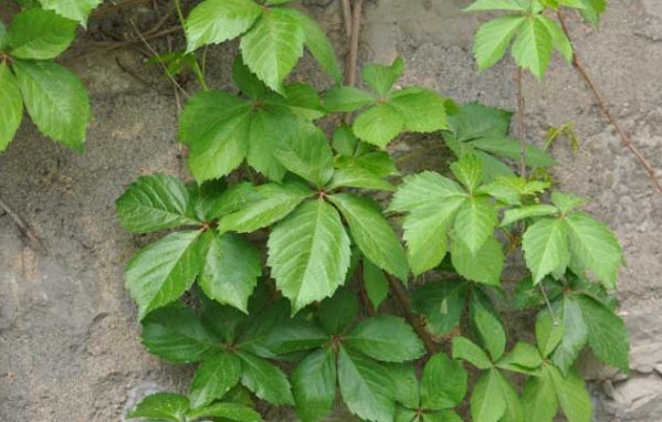 爬山虎的资料。