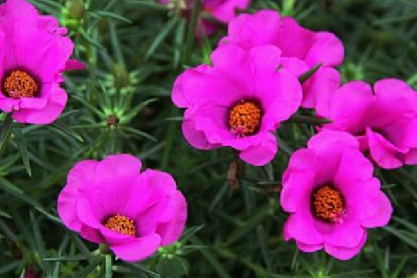 这种花叫什么名字，有知道的吗？