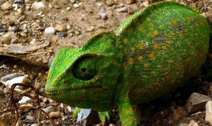 血液温度低的动物就是冷血动物，对吗