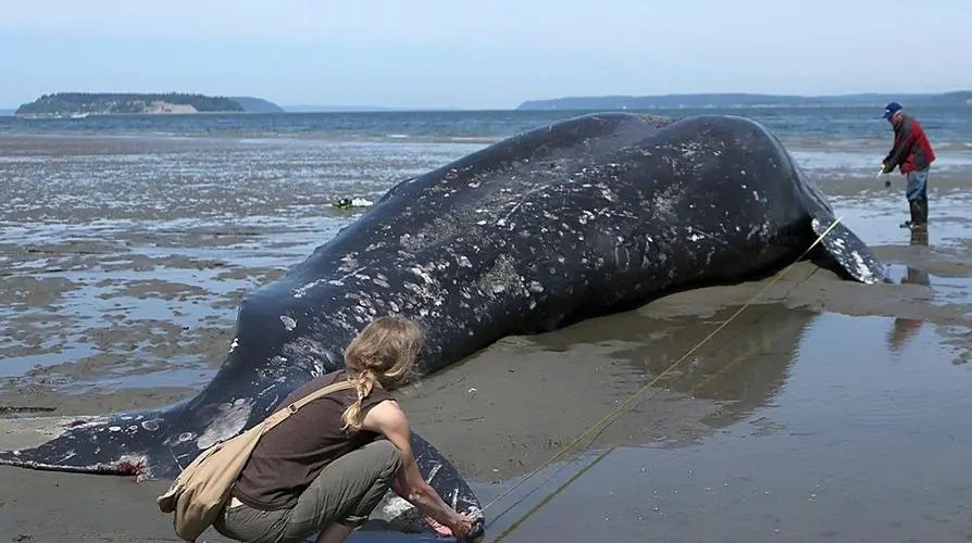 9米鲸鱼搁浅大连海滩，嘴部胀得如皮球，如何避免发生鲸爆？