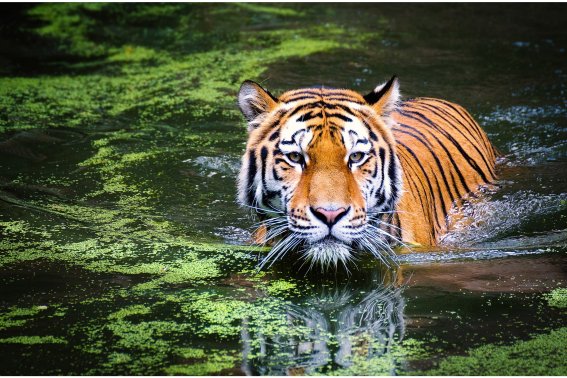 高大凶猛打一生肖