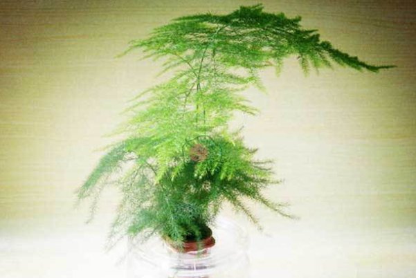 为什么家里不能养文竹