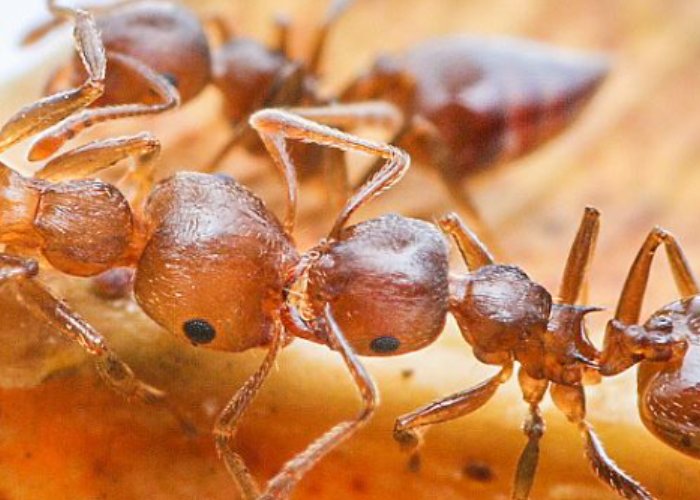 在动物界,有哪种动物拥有一口锋利的牙齿?它们的生活习性是怎样的?