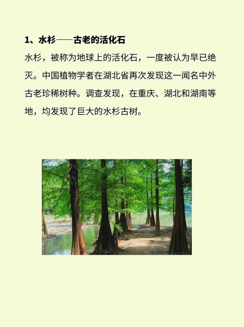 植物界有哪些活化石？