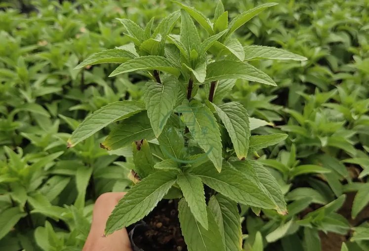 河南的十香菜是什么