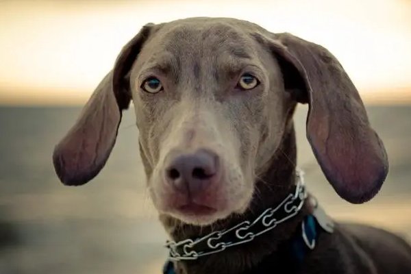 盛延必散打一动物