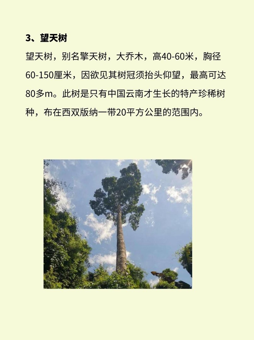 植物界有哪些活化石？