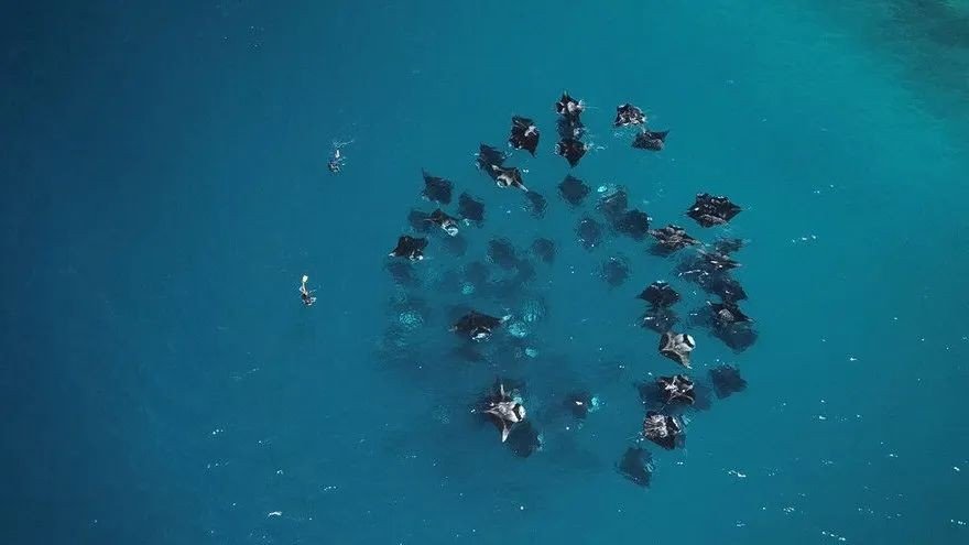 manta是什么意思？