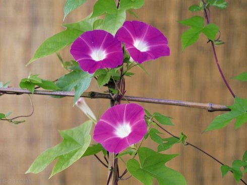 牵牛花是什么季节开花