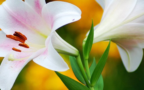 高考结束，给孩子送什么花好呢？