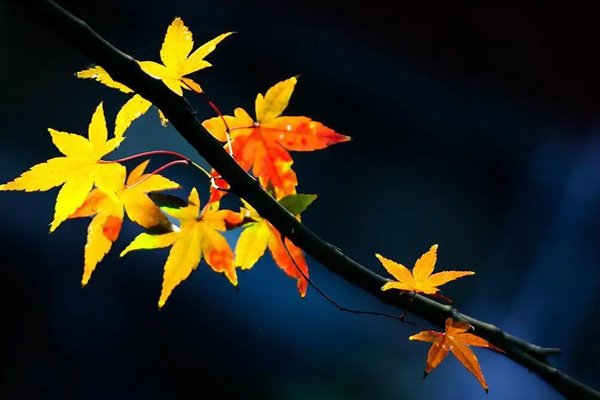 古代梧桐报秋的习俗和哪个成语有关