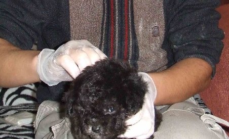 如何自己给小狗打疫苗