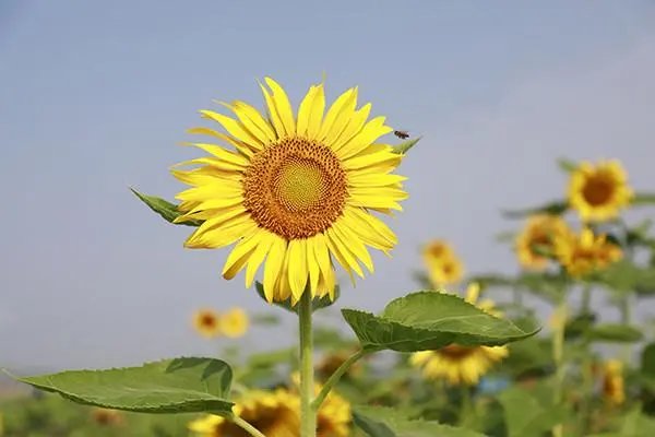 明媚是什么意思