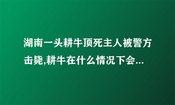 湖南一头耕牛顶死主人被警方击毙,耕牛在什么情况下会攻击人类?