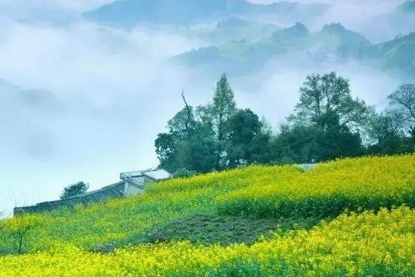 艾青的诗歌《绿》的原文是什么?