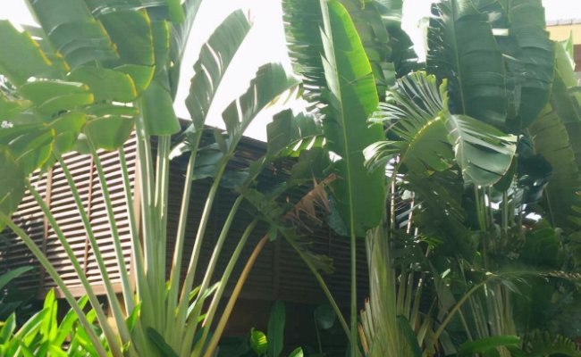 天堂鸟与旅人蕉的区别