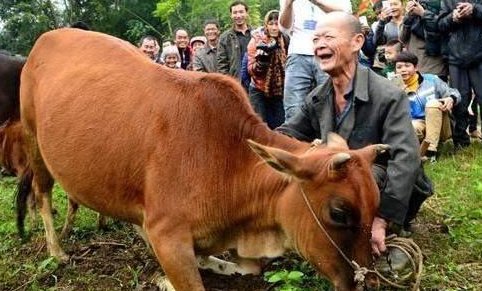 牛下跪的真正原因