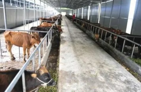 如今在农村建一个小型养殖场需要投资多少成本？养殖的经济效益如何？