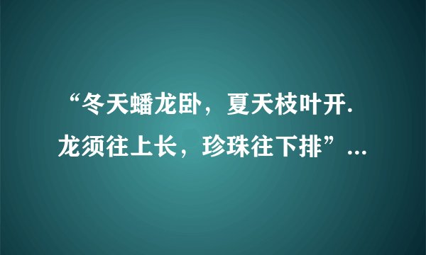 “冬天蟠龙卧，夏天枝叶开.龙须往上长，珍珠往下排”打一植物？