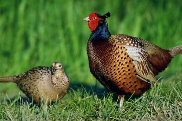 野鸡怎么套的？