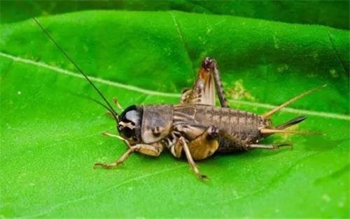 蟋蟀是由什么字组成的词语？