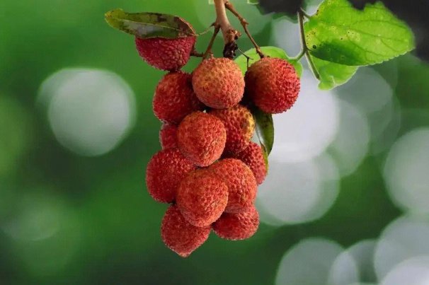 lychee是什么意思